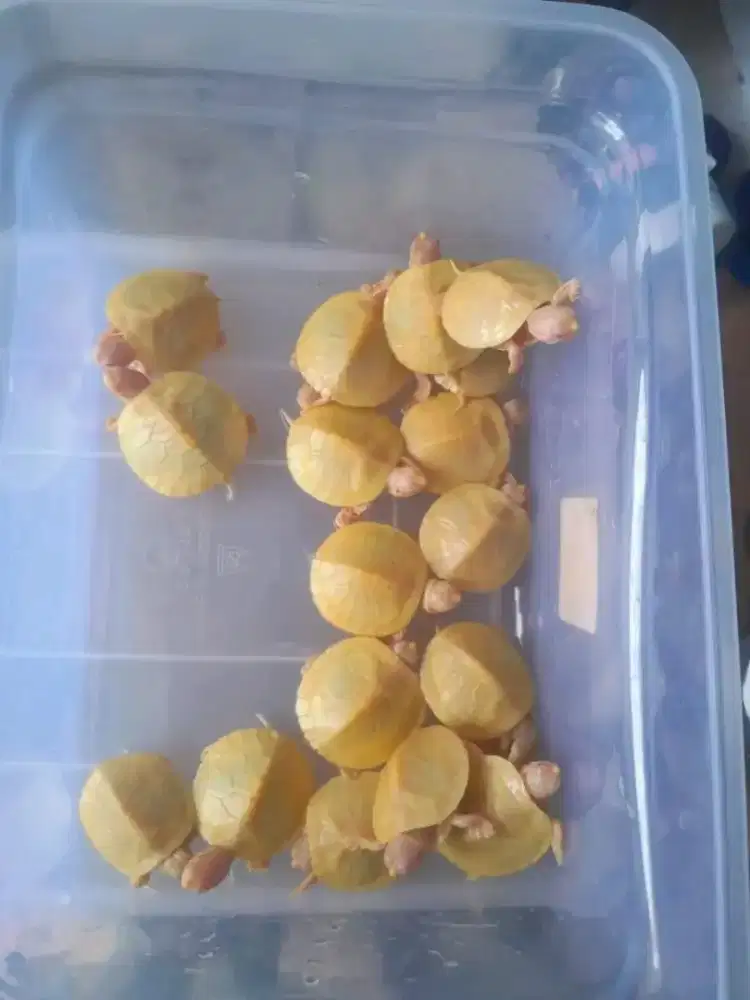 KURA RES ALBINO SIZE 3.5 CM