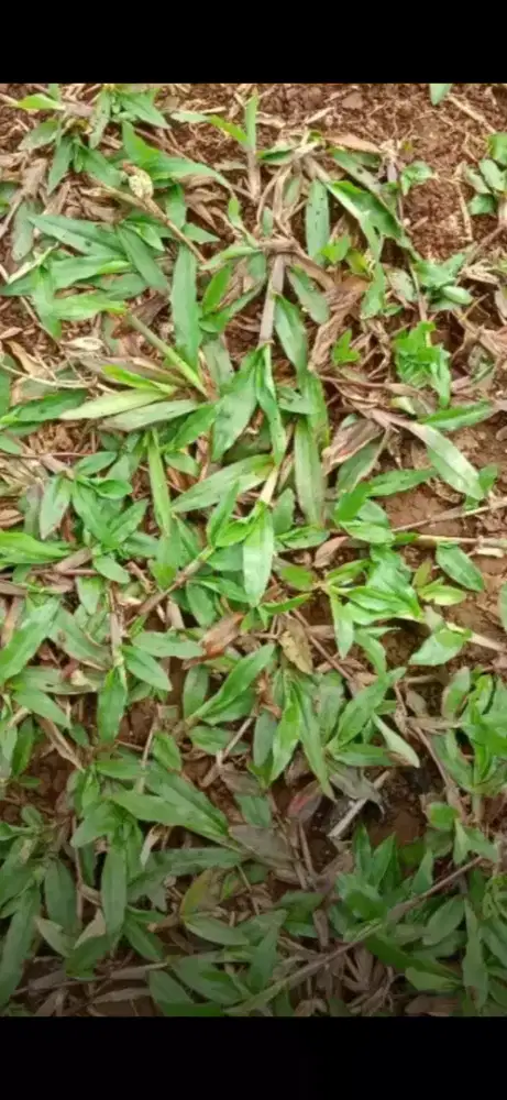 tukang rumput gajah,rumput lapangan