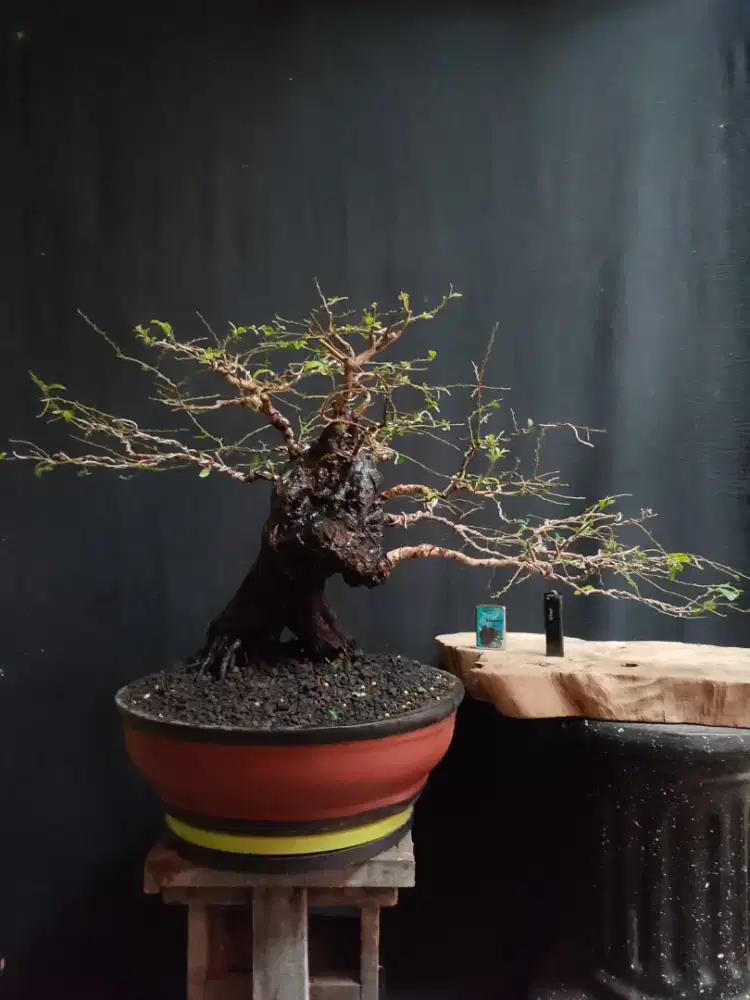 Bonsai Mustam Medium