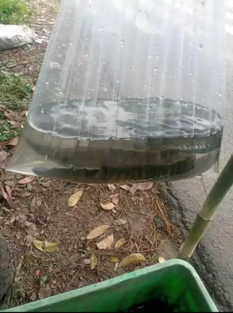 Ikan Gabus lindung Segar