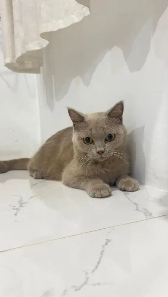 bsh british shorthair lilac fawn carrier cinnamon