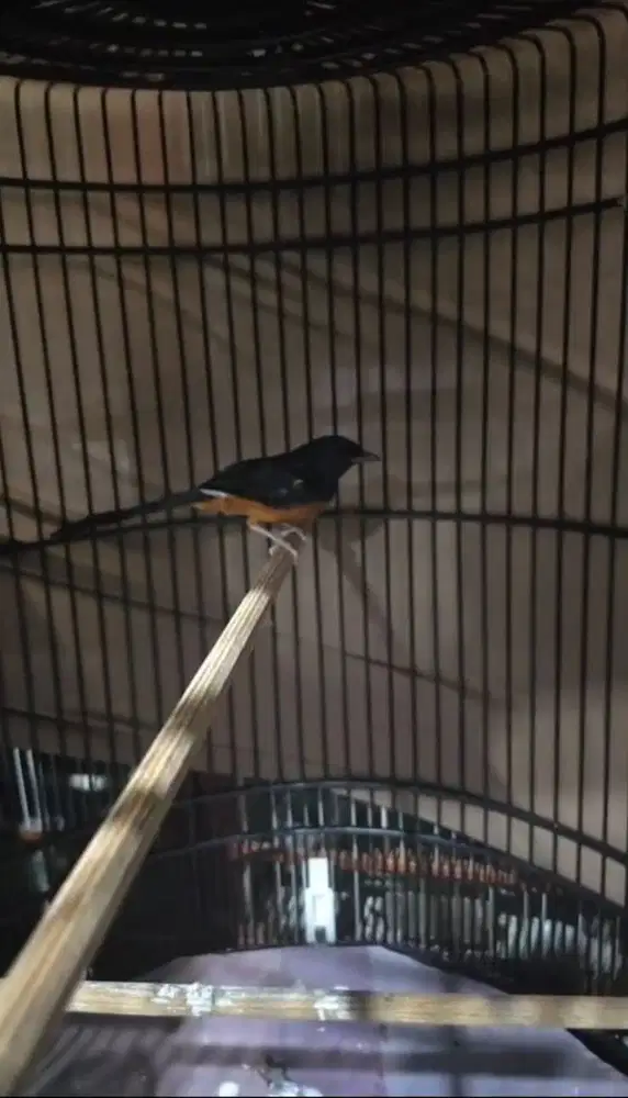 Burung murai jantan ori hutan