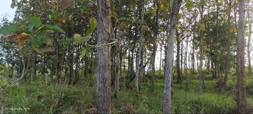 Tanah Tegalan Desa Ngariboyo