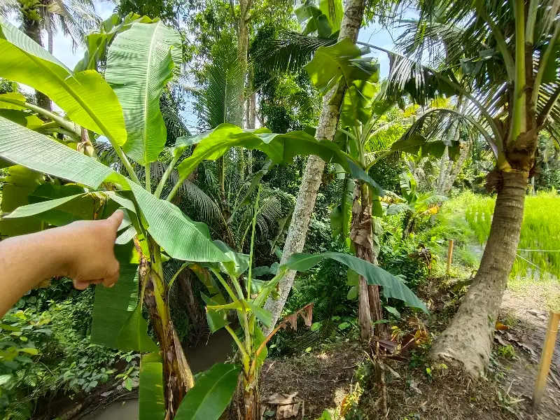 Di jual Tanah pejeng kangin dekat Hosinoya Resort