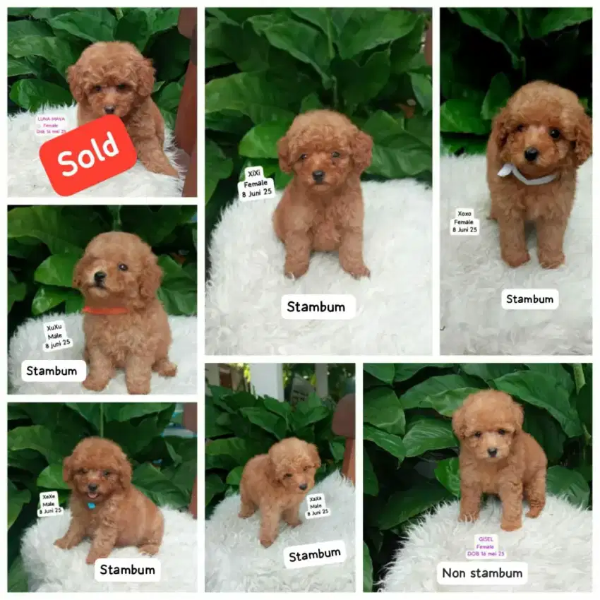 Toy tiny poodle nego sampai deal