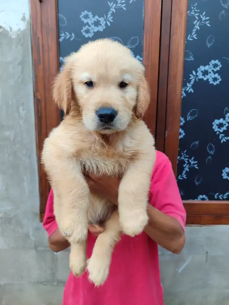 golden jantan stb vaksin big bone trah ch