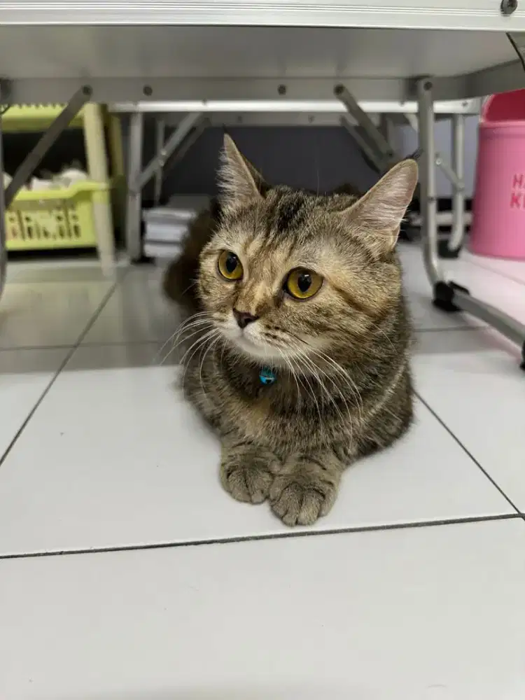 Kucing Peaknose Himalaya