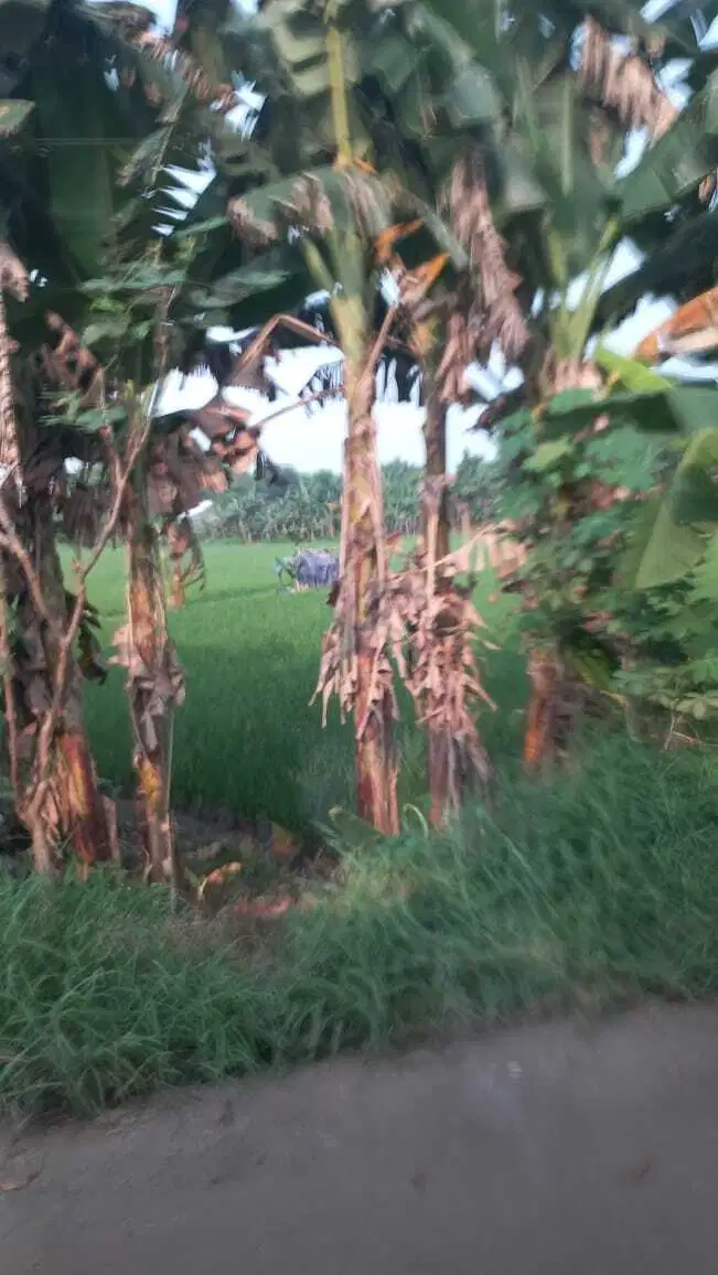 dijual tanah di narogong luas 1 ha SHM RGI