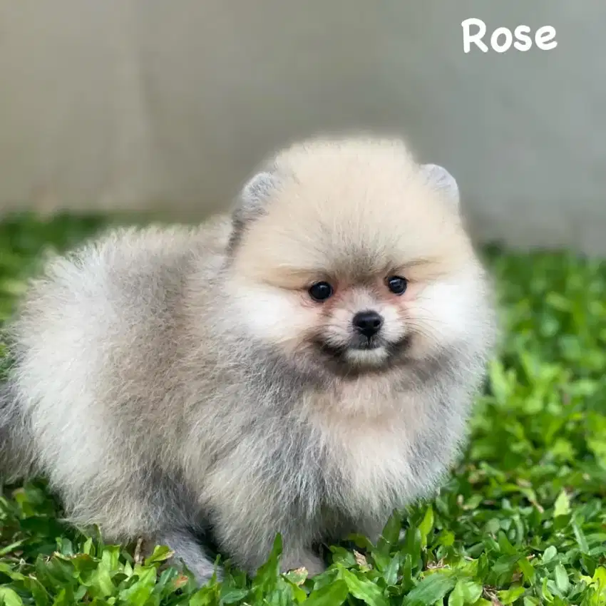 Superminipom lucu/imut