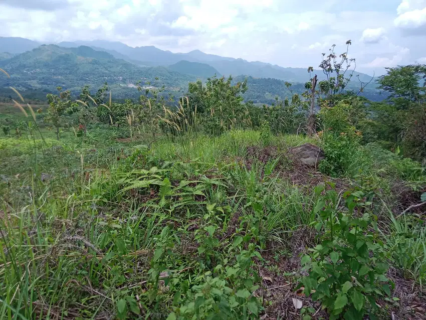 Dijual cepat tanah di desa Pabuaran Kec Sukamakmur Kabupaten Bogor