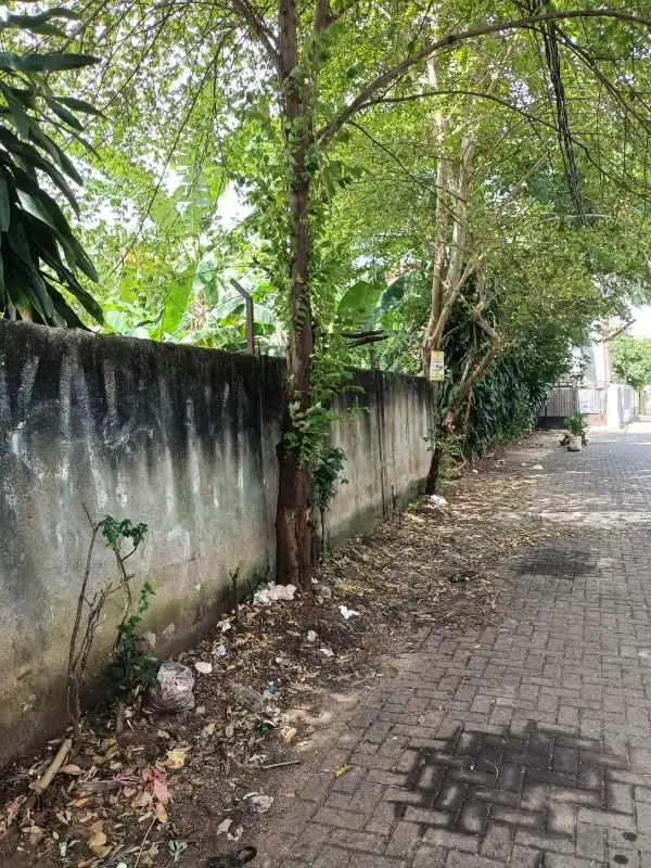Tana di Tangerang Selatan