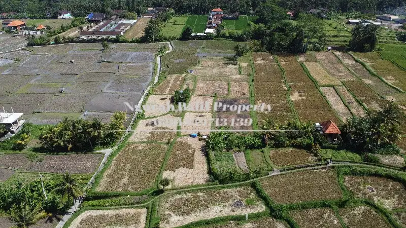 Dijual Tanah Murah  Luas Tanah 5400 m2 View Sawah Terasering di Ubud