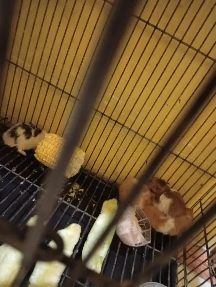 Jual borong 4hamster sehat semuanya boleh nego bensin gan/sis