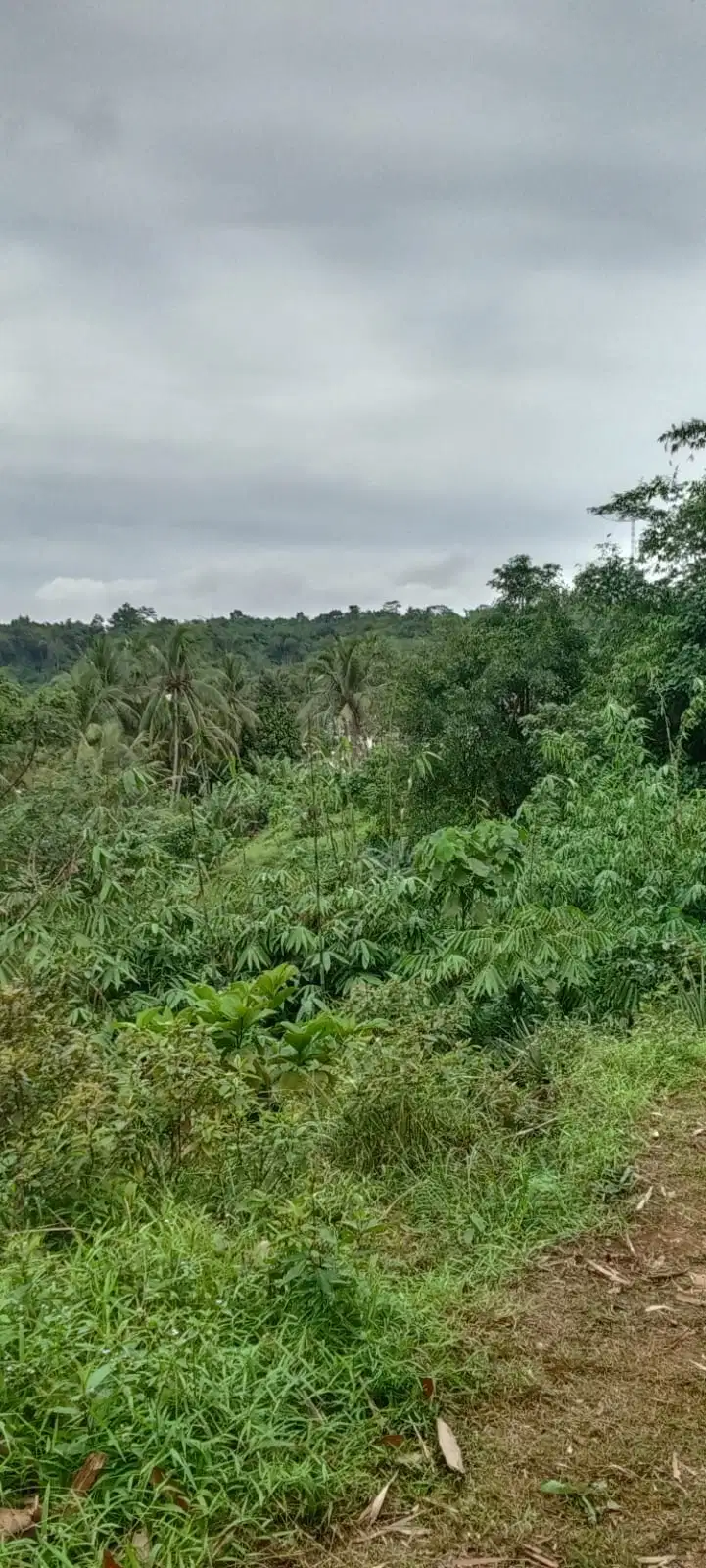 Investasi Dijual Tanah Bagus di Desa Kuripan Ciseeng 250 ribu per m2