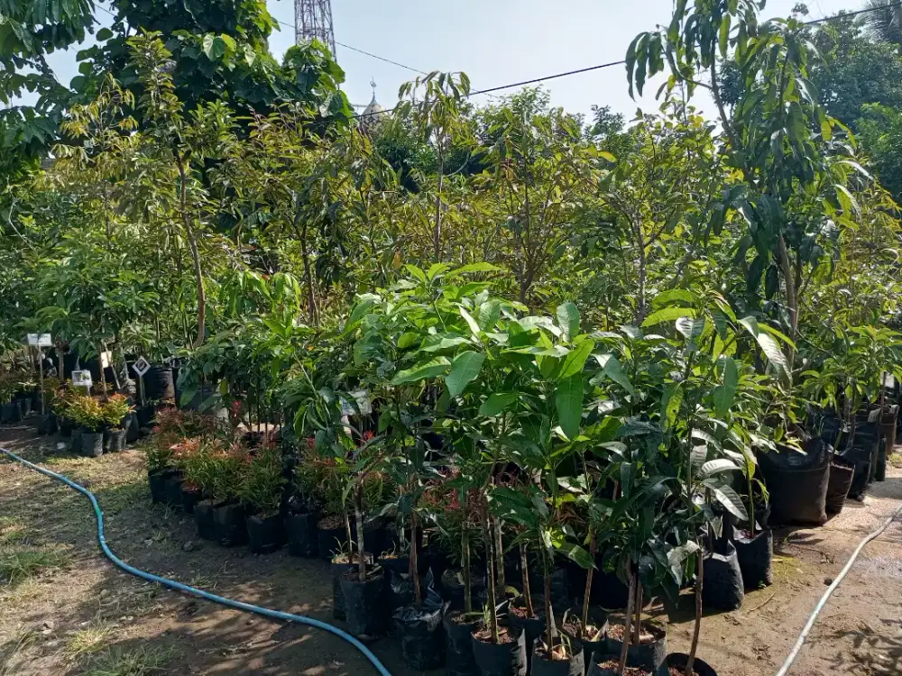 Bibit mangga Manalagi