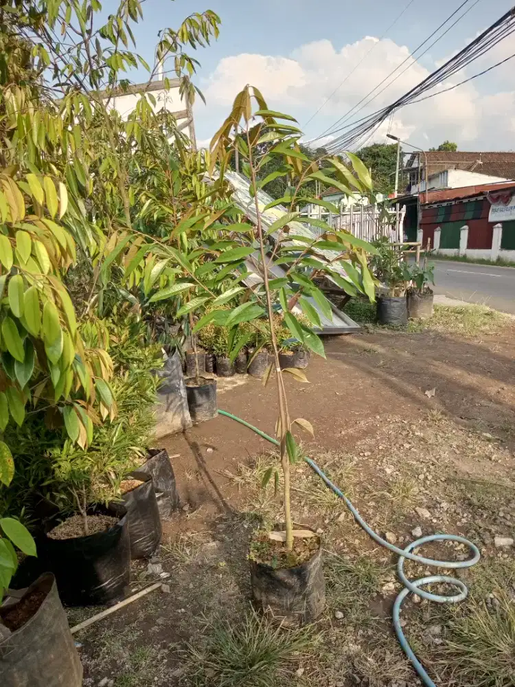 Bibit Durian Musangking