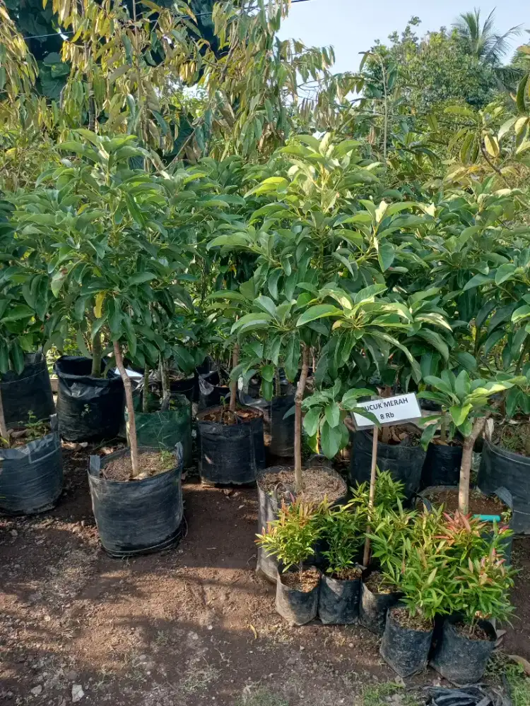 Bibit Alpukat Pluwang