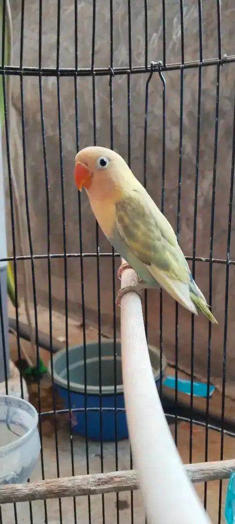 Lovebird aqua homozygot