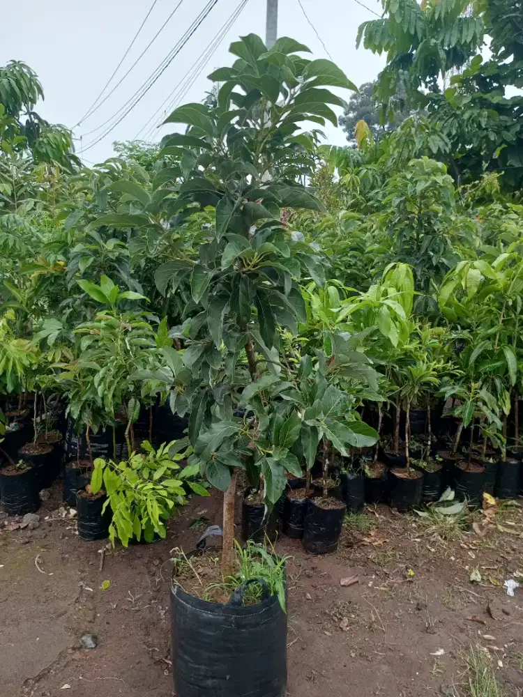 Bibit Alpukat Aligator