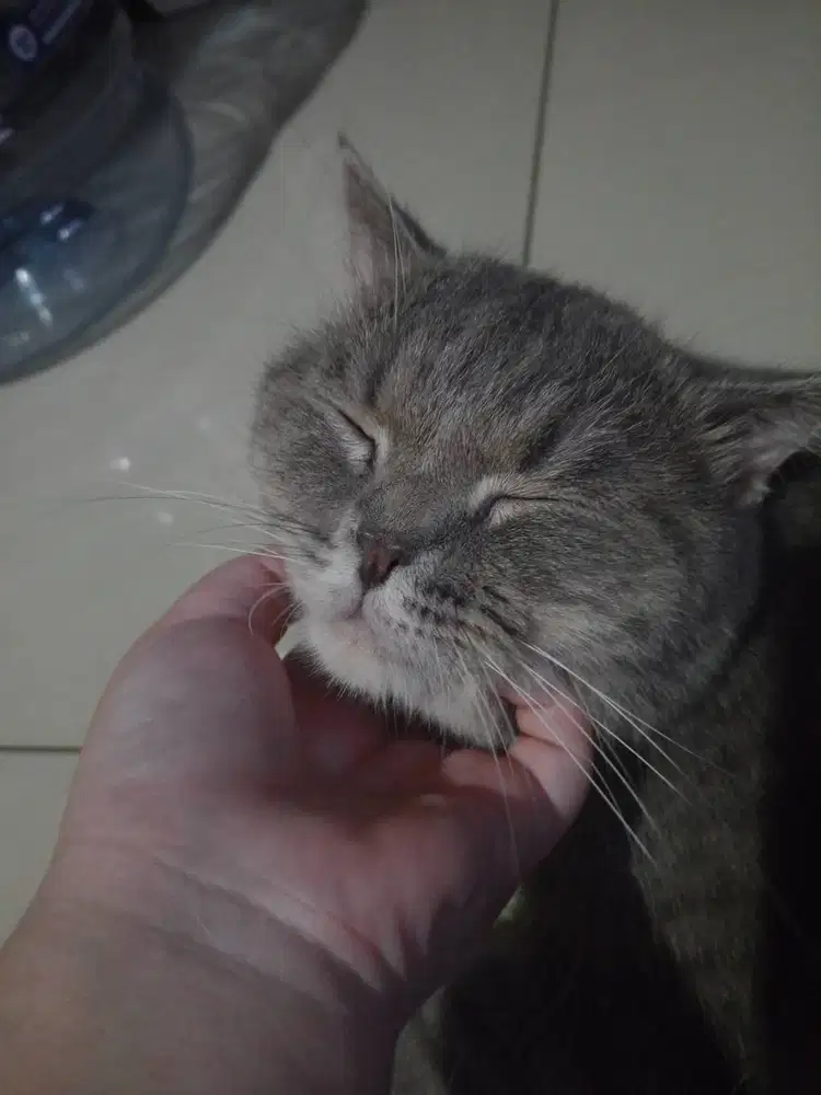 Bsh blue tabby non ped