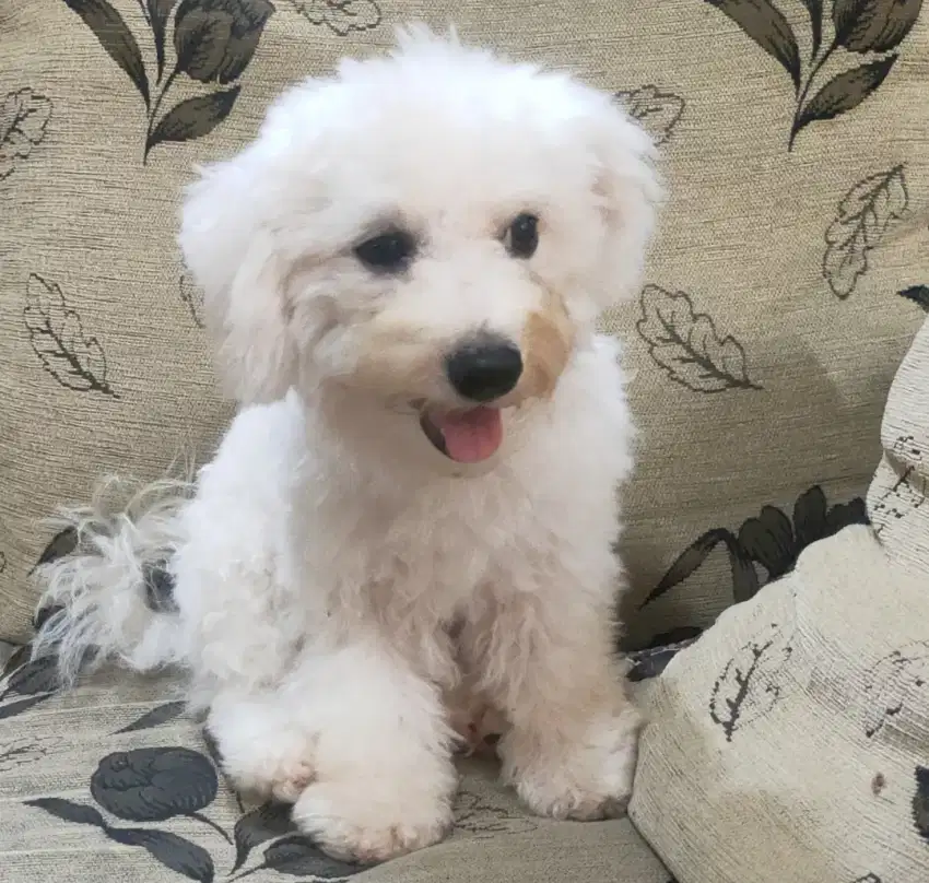 DI JUAL BICHON FRISE BETINA STAMBUM KUALITAS BAGUS