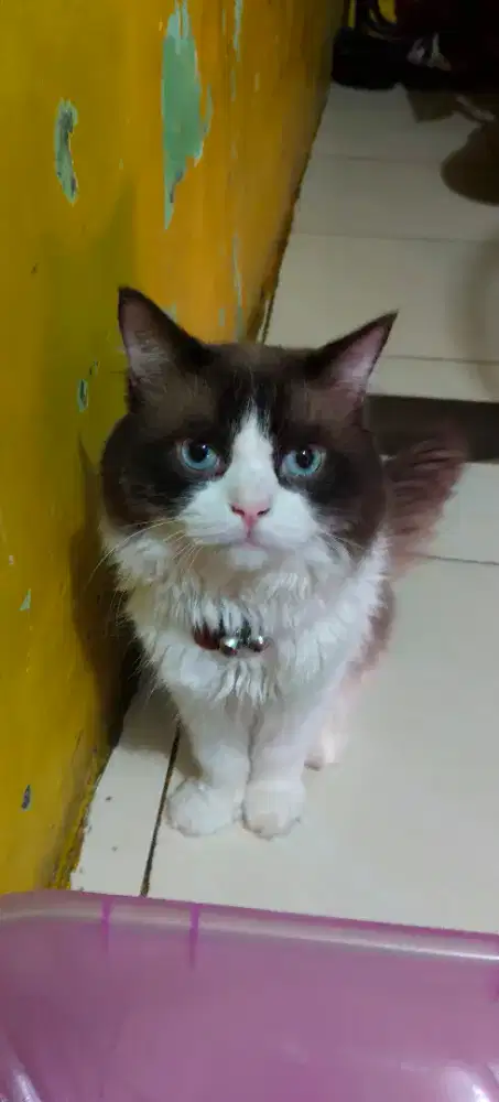 Open adopt bermahar anabul ras Ragdoll