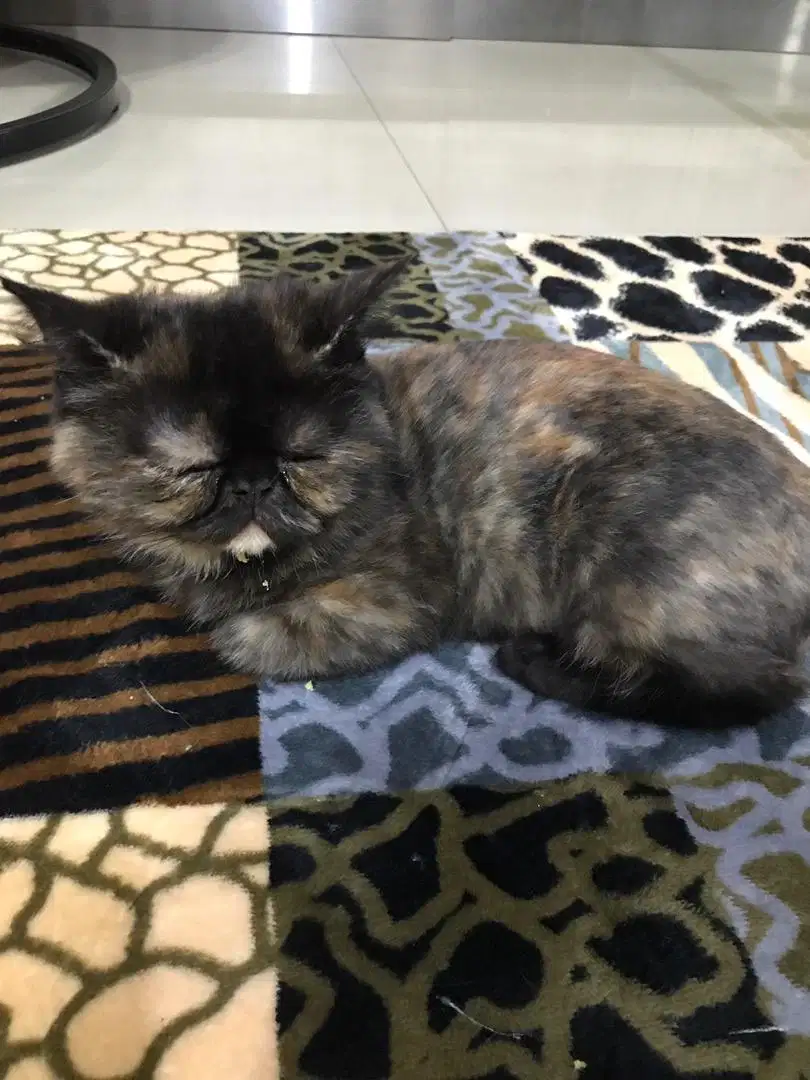 Ready adopts kucing exo calico jantan (3bln)