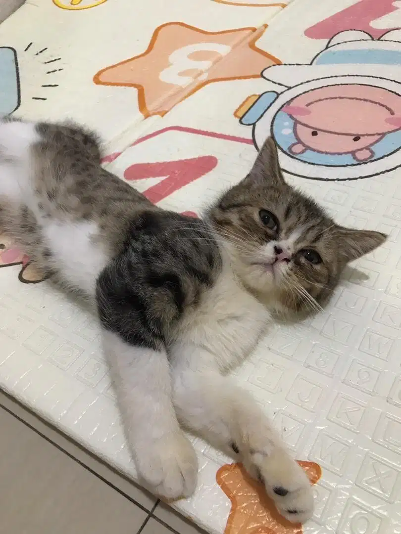 Ready to adopts BSH mix  Exo becolour jantan (3bln)
