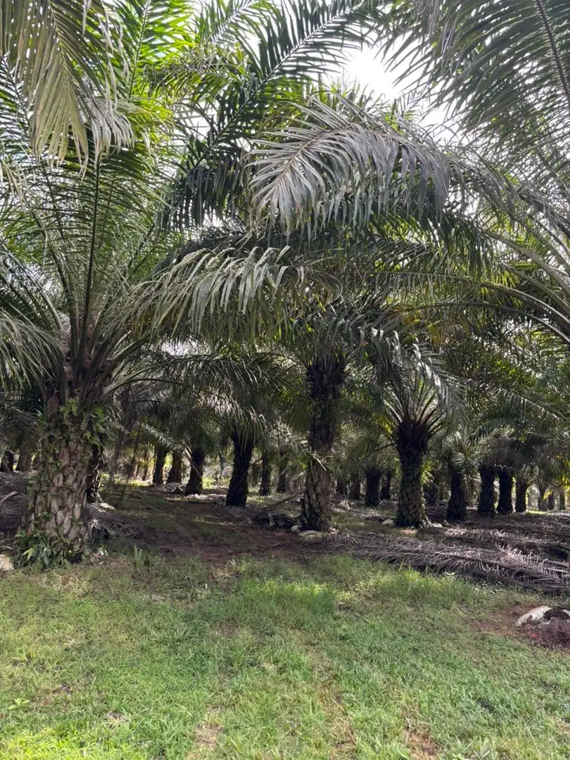 Lahan Kebun Sawit 24 Hektar Plus Bangunan