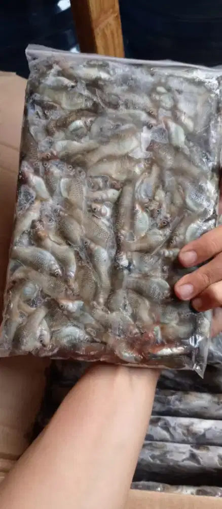 Ikan cere laut beku pakan ikan predator