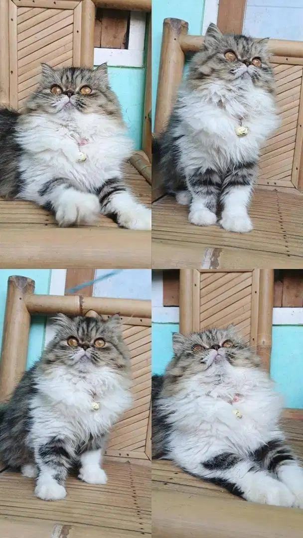 Kitten peaknose