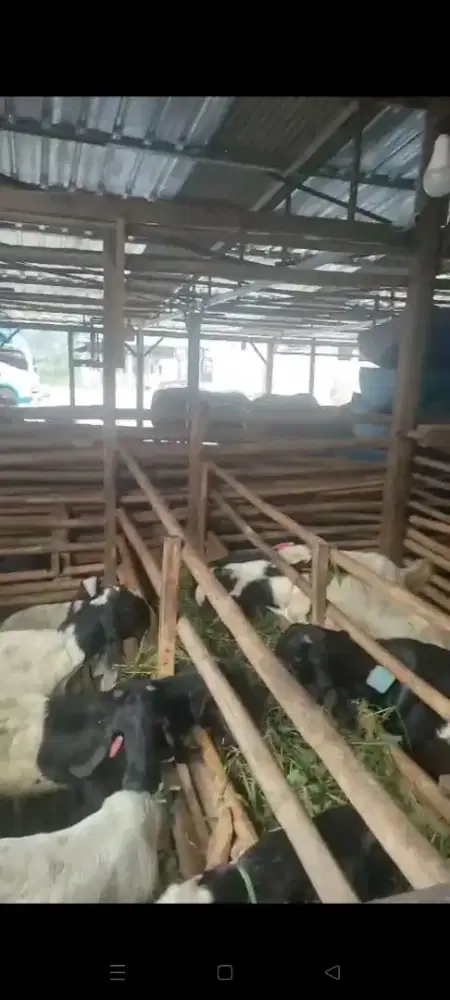 Jual berbagai macam jenis kambing dan ukurannya