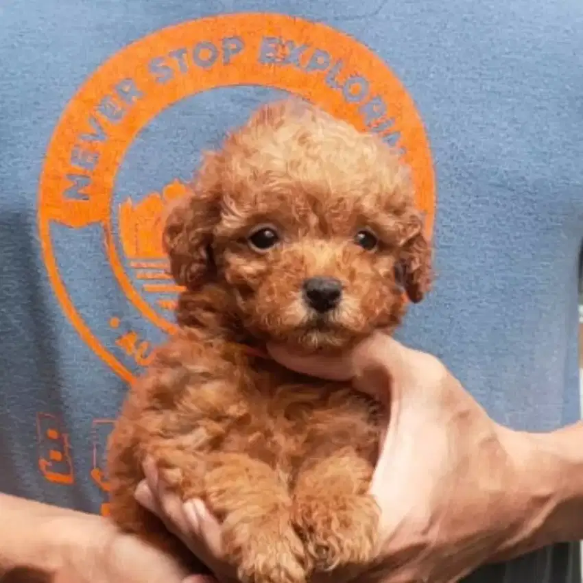 Red Poodle stambum