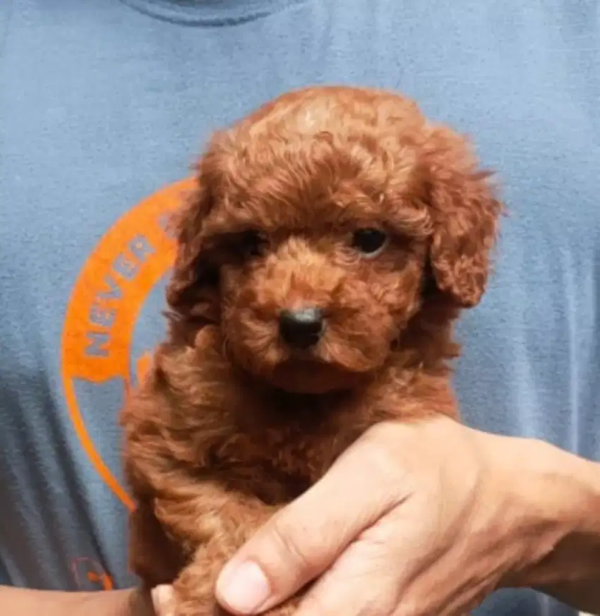 Poodle apricote stambum vaksin
