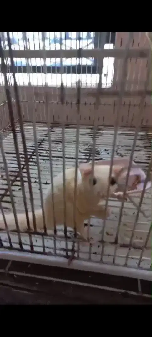 Sugar Glider SG Leucistic