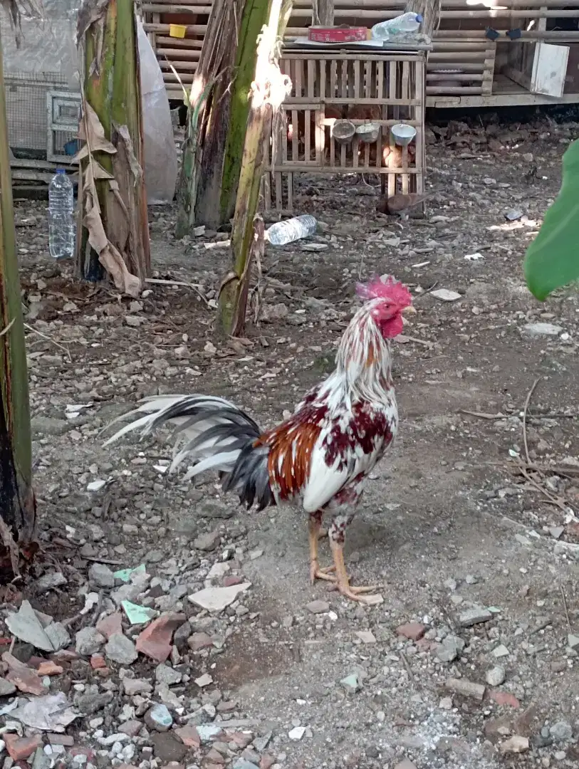 Ayam jago Kampung buat pacekan