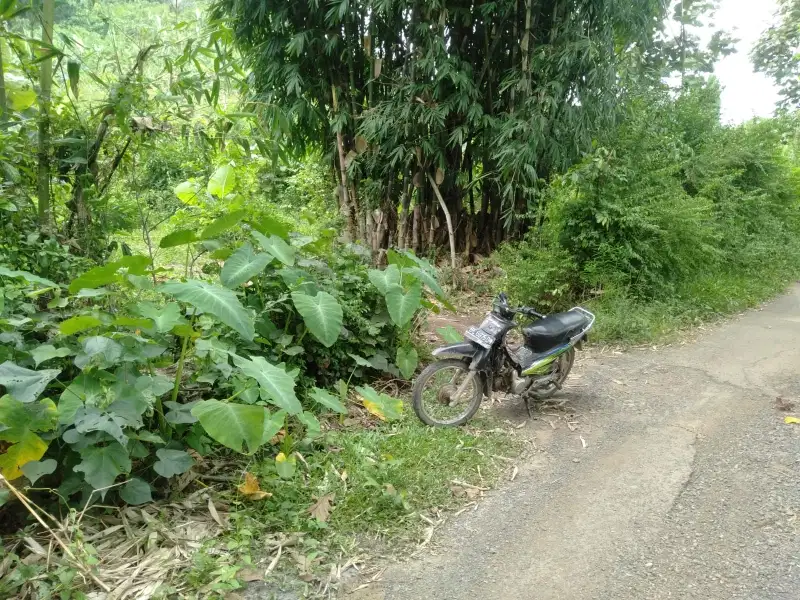 tanah kebun 3 hektar di kedondong