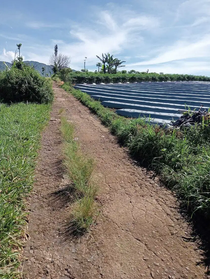Tanah kebun akses mobil mdpl 1050 cikubang