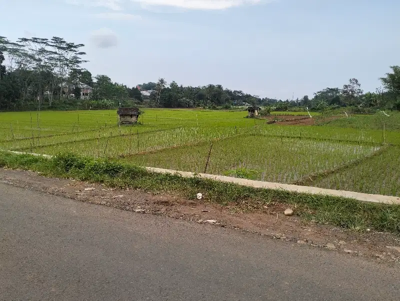 Di jual sawah nempel jalan utamaLokasi di Mangunsari