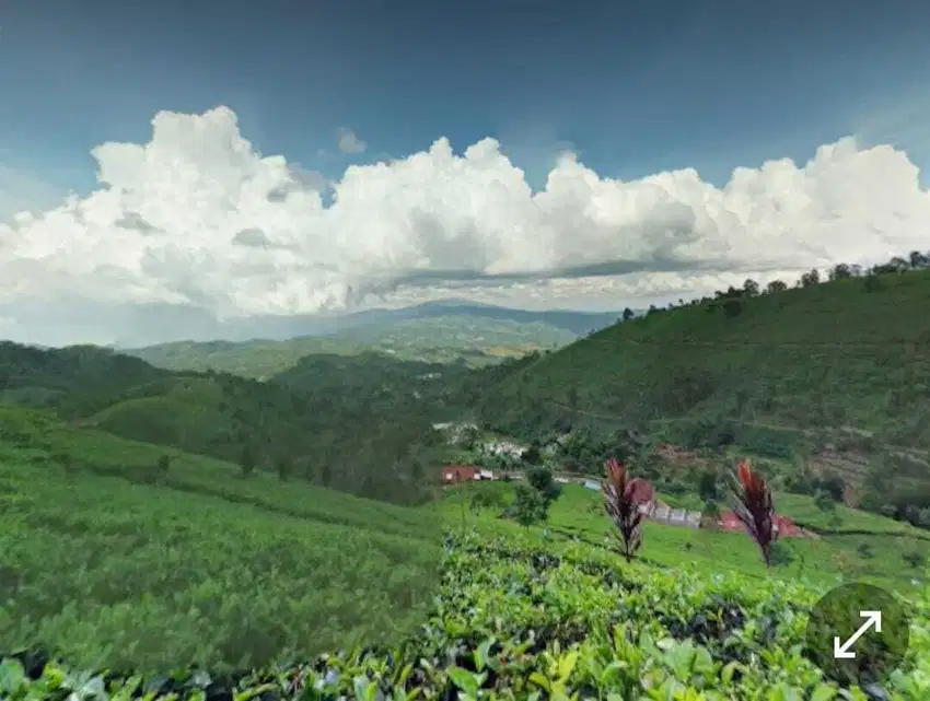 Dijual Cepat Kebun Teh 50 Ha SHM Lemahsugih – Hanya 56rb/m²