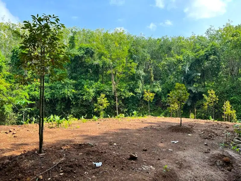 Kebun Buah Murah dikerjo karanganyar