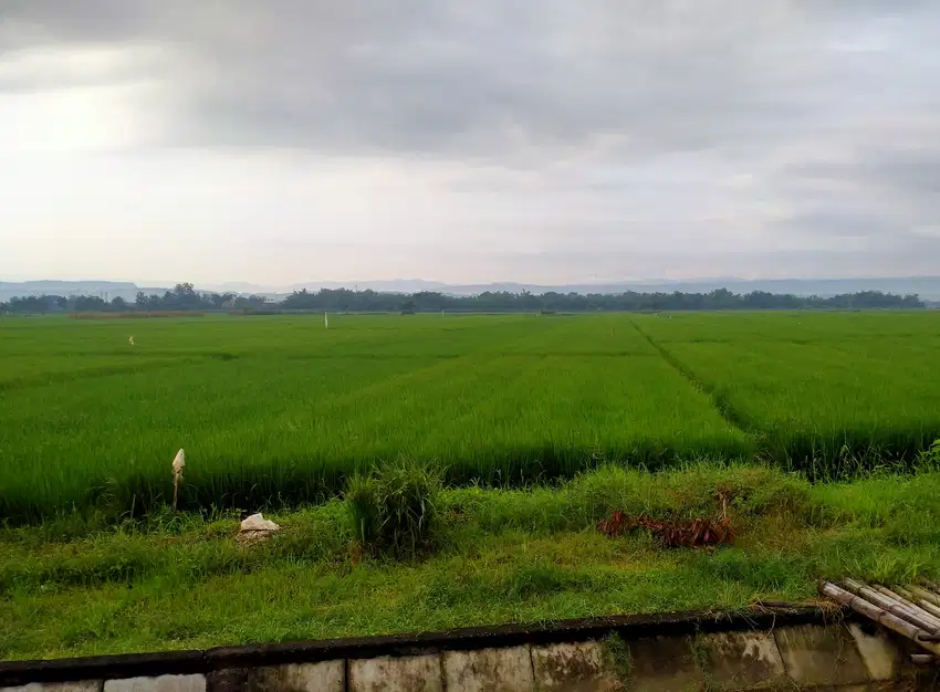 Tanah Sawah Pertanian Produktif Dempelrejo Ngampel Kendal