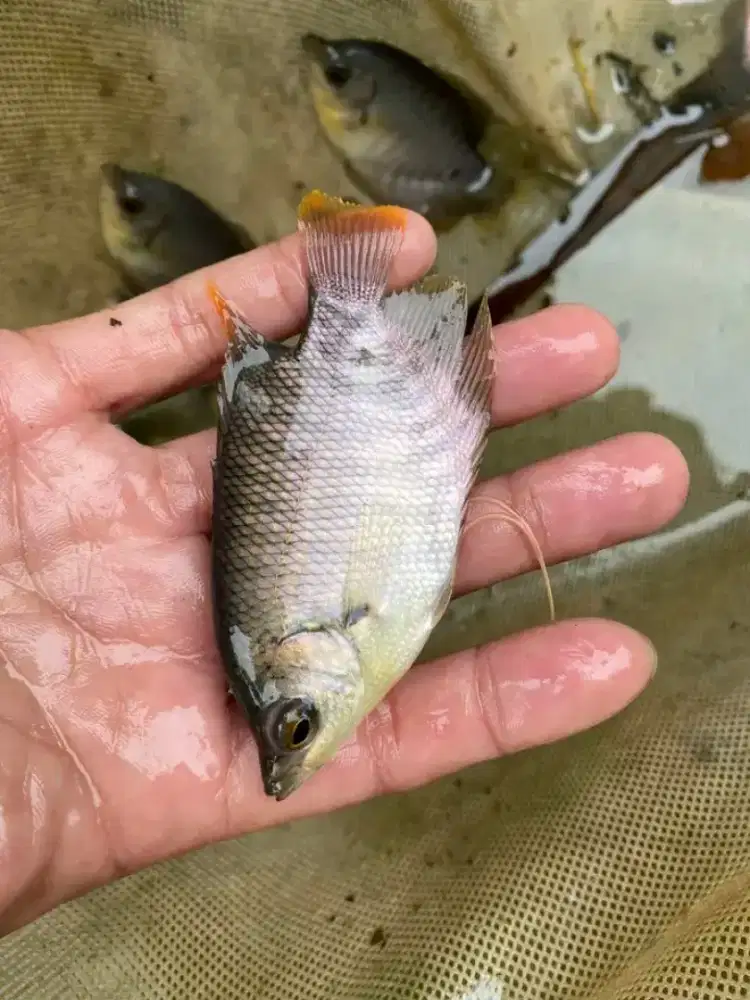 SEDIA BIBIT IKAN GURAME SOANG KUALITAS UNGGUL