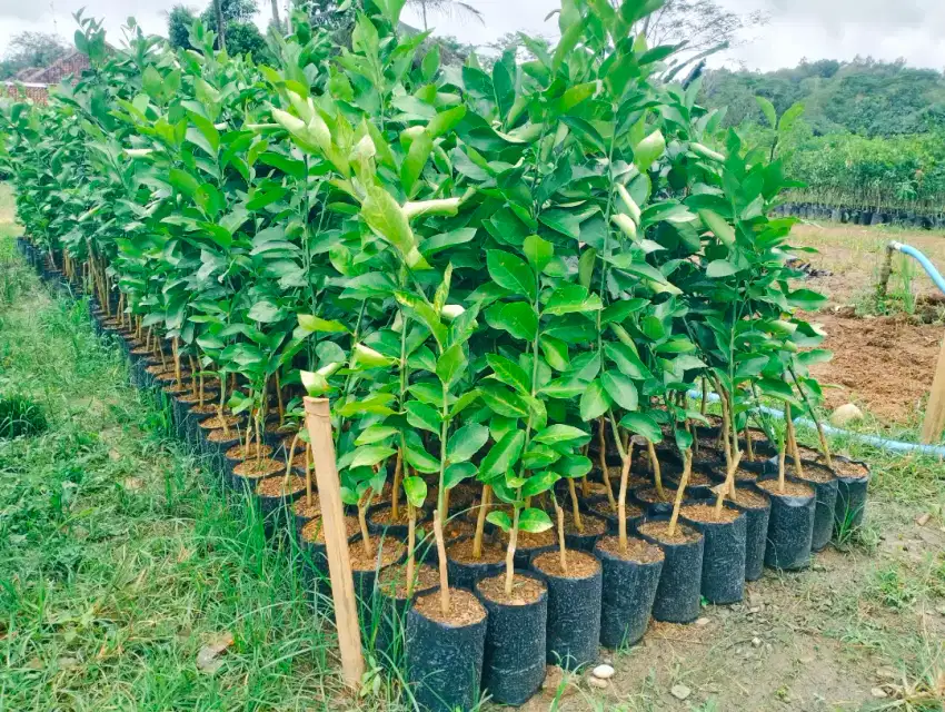 Bibit Jeruk Lemon