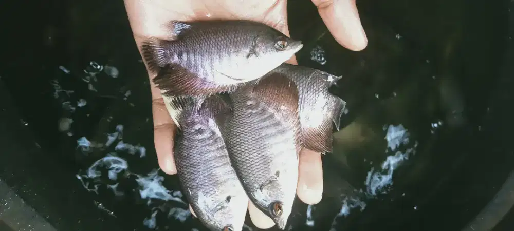 SEDIA BIBIT IKAN GURAME SOANG KUALITAS UNGGUL