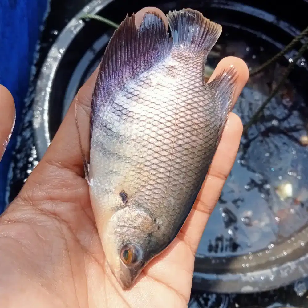 SEDIA BIBIT IKAN GURAME SOANG KUALITAS UNGGUL