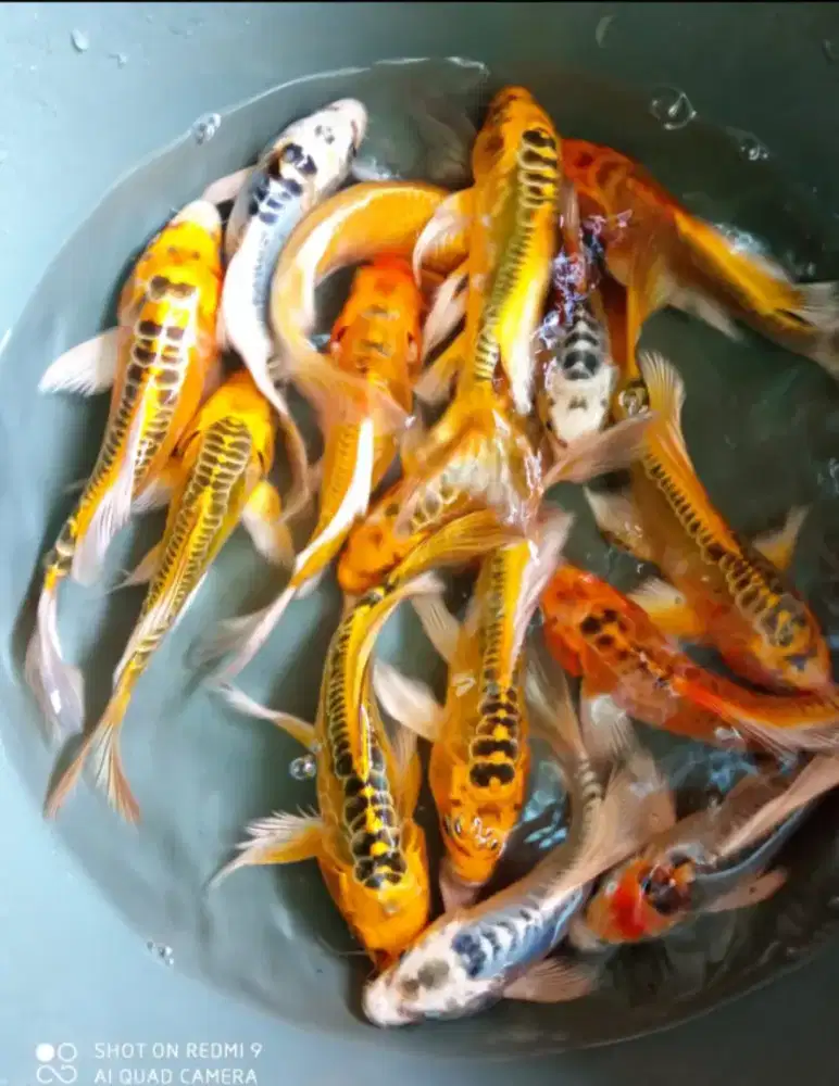 SEDIA PAKET IKAN KOI SLAYER CANTIK SIZE 25CM ISI 10EKOR