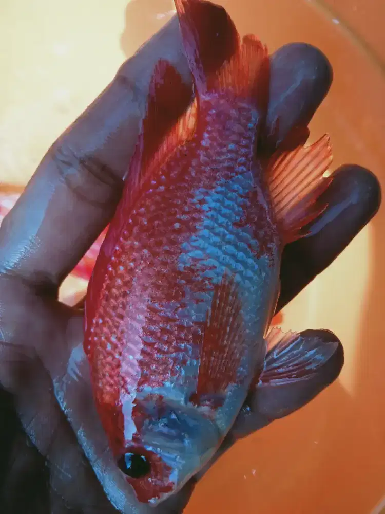 SEDIA BIBIT IKAN NILA MERAH KUALITS UNGGUL