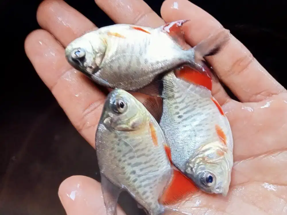 SEDIA BIBIT IKAN BAWAL KUALITAS UNGGUL