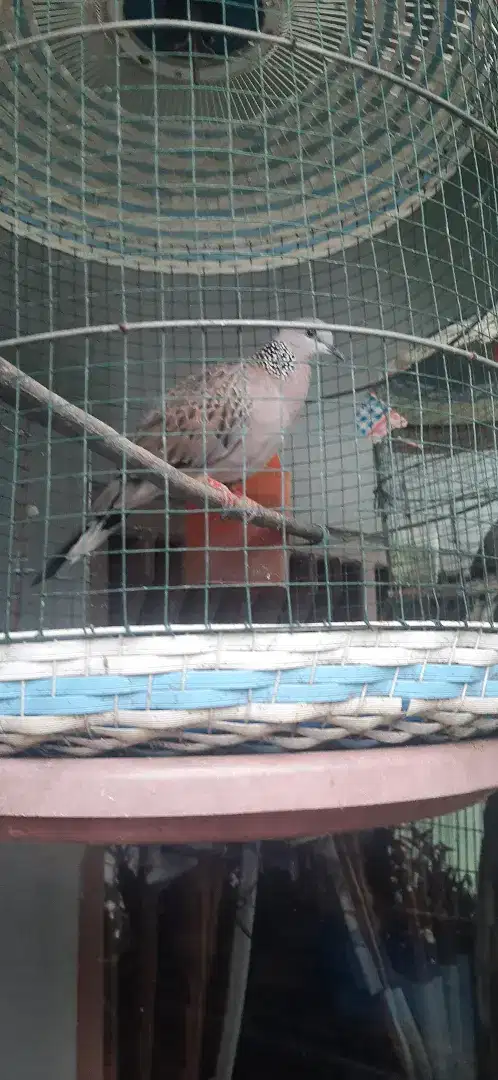 burung tekukur kuk 1